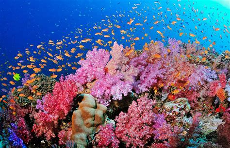 9 Best And Beautiful Coral Reefs Inspirich