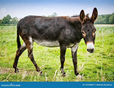 Brown Donkey On Meadow In France Stock Image Image Of Summer Pasture