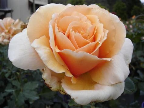 The fragrance is the most beautiful of all roses in my opinion, been growing rose over 40 years and jj is potent and a very distinct fragrance that can be noticed. "Just Joey" rose | Rose, Beautiful flowers, Flowers