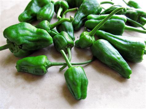 Order online, pick up in store, enjoy local delivery or . I Don't Cook, But My Boyfriend Does!: Padron Chile Peppers