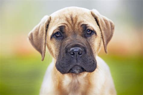 Mastiff Dog Breed Information And Characteristics Daily Paws