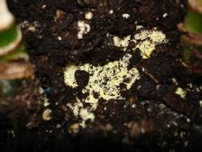 As a result, houseplant pests can multiply very quickly, so you have to be diligent about checking for symptoms. Yellow stuff growing in my houseplant soil | UBC Botanical ...