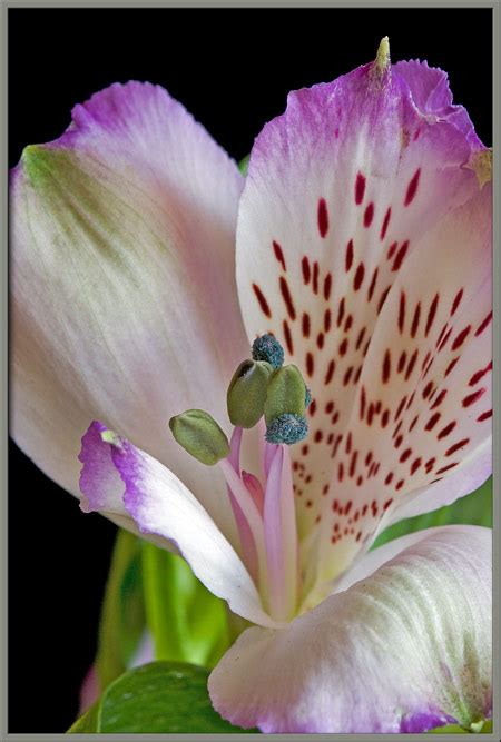 A Close Up View Of The Peruvian Lily