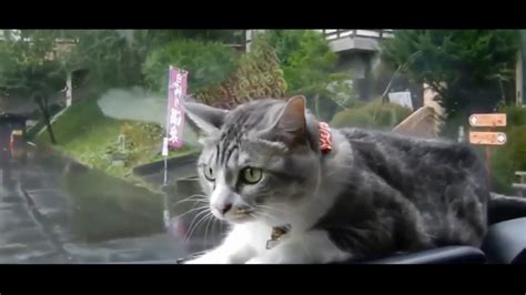 Top 10 Funny Cats Video Clips 2017 June Youtube