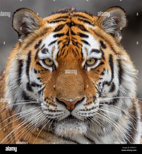 Frontal Close Up Of A Siberian Tiger Panthera Tigris Altaica Stock