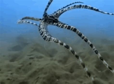 Moving Octopus Gif
