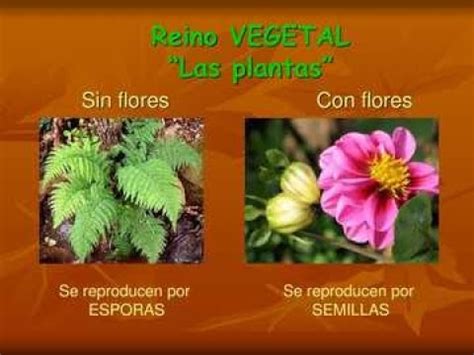 Plantas Con Flores Y Sin Flores Guia De Ciencia Fase Semana