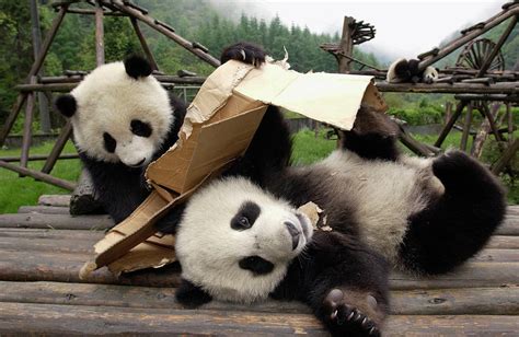 Giant Panda Cubs Playing Photograph By Katherine Feng Fine Art America