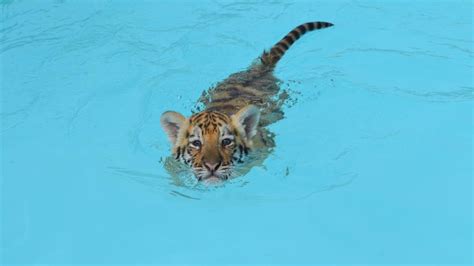 Swim With Big Cats At Dade Zoos Tiger Pool Party In Florida Pictures