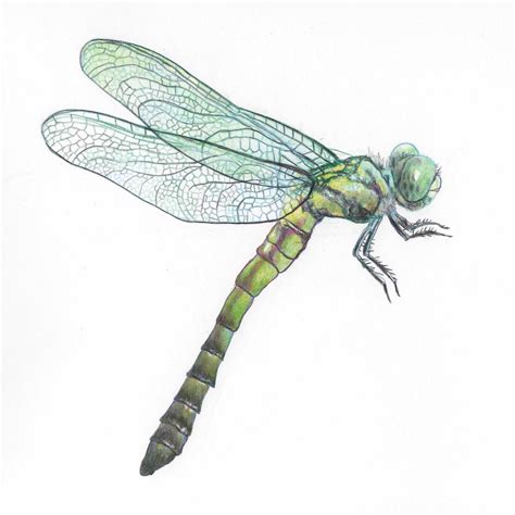 Dragonfly Illustration By Steve Asbell Dragonfly Illustration