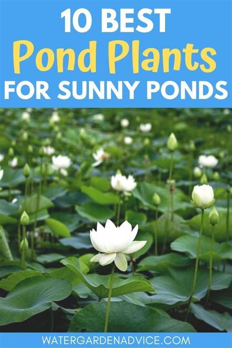 10 Pond Plants For Sunny Ponds Pond Plants Ponds Backyard Plants