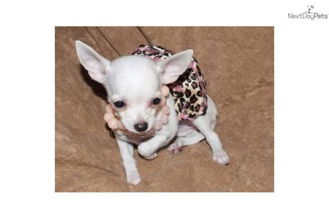 Chihuahua For Sale For 600 Near Texoma Texas 4d73c5f7 7f71