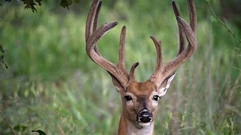 Oklahoma Seeks Input On Cwd Rule Proposals Rocky Mountain Elk Foundation
