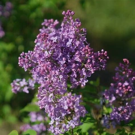 25 Scentara Pura Lilac Seeds Tree Fragrant Flowers Perennial Seed Flower