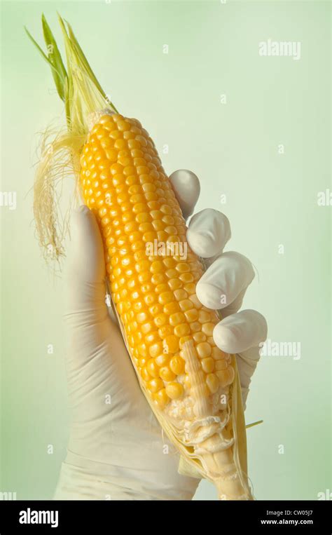 Sweet Corn In Genetic Engineering Laboratory Gmo Food Concept Stock