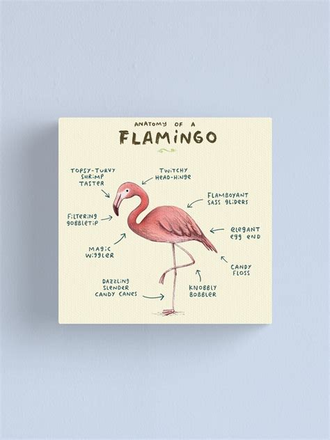 Anatomy Of A Flamingo Canvas Print By Sophiecorrigan Redbubble