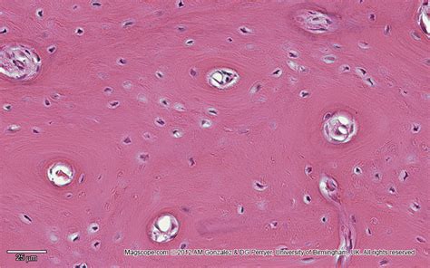 From the teaching slide set. . Histology Slide Download. Magscope.com