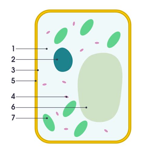 When looking under a microscope, the cell wall is an easy way animal cells have one or more small vacuoles whereas plant cells have one large central vacuole. File:Simple diagram of plant cell (numbers).svg ...