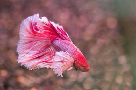 Elephant Ear Betta Everything You Need To Know