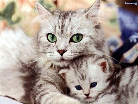 50 Adorable Funny And Cute Cat Pictures Funpulp