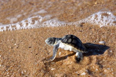 Flatback Turtle Hatchling Australia Animals Australian Wildlife