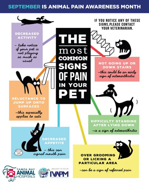 Common Signs Of Pain In Cats Tampa Fl Tampa Bay Animal Hospitals
