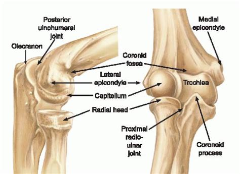 Basics of Elbow Arthroscopy: Positioning, Setup, Anatomy, and Portals