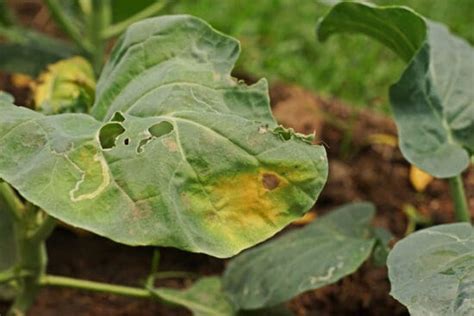 How To Treat And Prevent Brassica White Leaf Spot Disease