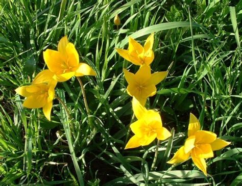 Assume spesso, ma non sempre, una forma simile a quella di una piccola tromba. Fiori Gialli Piccoli Simili Ai Narcisi : Fiori Gialli ...