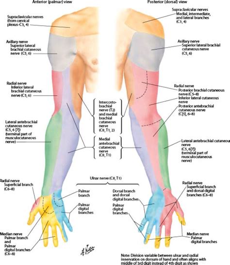 Anatomy Of The Arm Nerves ATLAS BODY