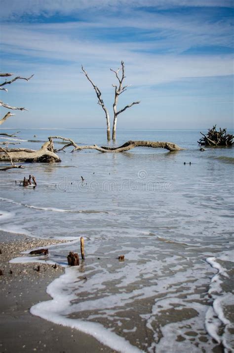 Driftwood And Dead Trees On The Beach At Hunting Island State Park In