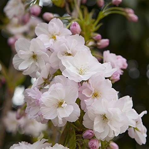 Flowering Cherry Amanogawa Bare Root Tree 1m Garden Outdoor Store