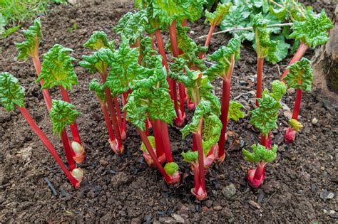 How To Grow Rhubarb 10 Ways To Use It