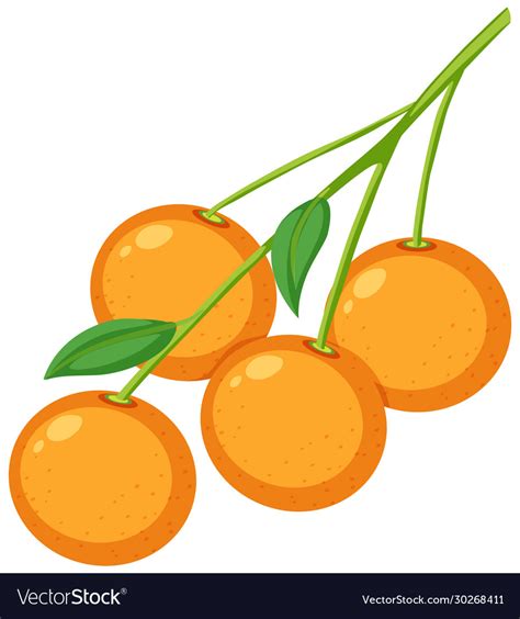 Four Oranges On Branch On White Background Vector Image