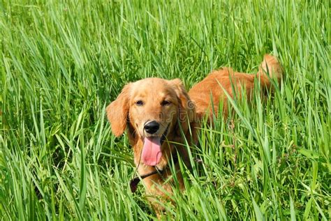 Dog In Grass Stock Image Image Of Friend Doggy Meadow 21504485
