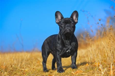 Du kannst noch bis zum 21 lebensjahr wachsen. Wann ist eine Französische Bulldogge ausgewachsen?