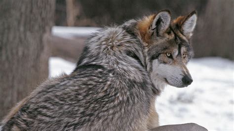 wolf, Fur, Winter HD Wallpapers / Desktop and Mobile Images & Photos