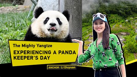 Experiencing A Panda Keepers Day Cgtn