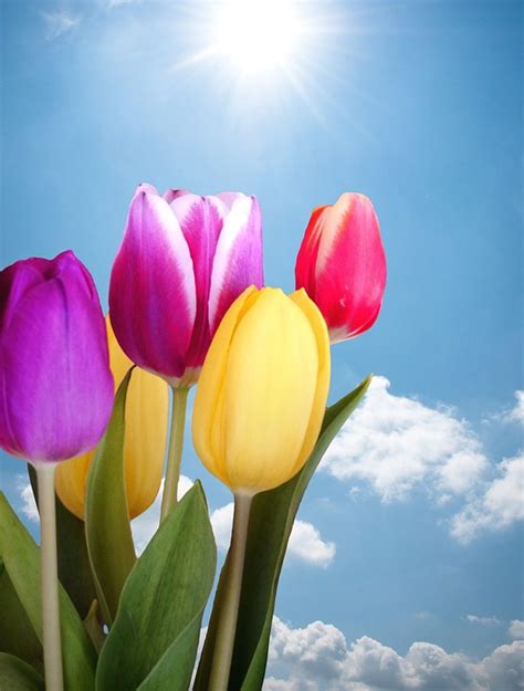 Tulips Spring Multicoloured Free Photo On Pixabay Pixabay