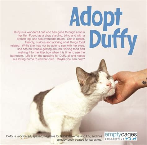 22 Clever Cat Adoption Ad Campaigns Cat Adoption Cats Adoption