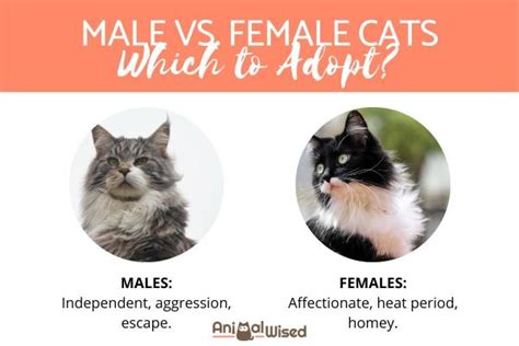 Male Vs Female Cats Which Should I Adopt