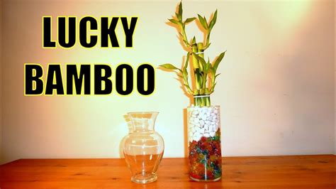 Lucky bamboo's a fascinating houseplant that grows in water. Lucky Bamboo Arrangements WIth Crystal Ball Beads | All ...
