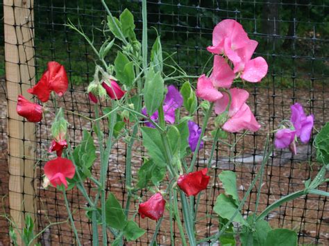 How To Grow And Care For Sweet Peas World Of Flowering Plants