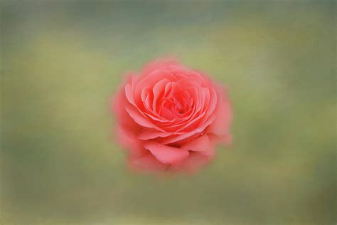 Rose Impressions Photograph By Kim Hojnacki Fine Art America