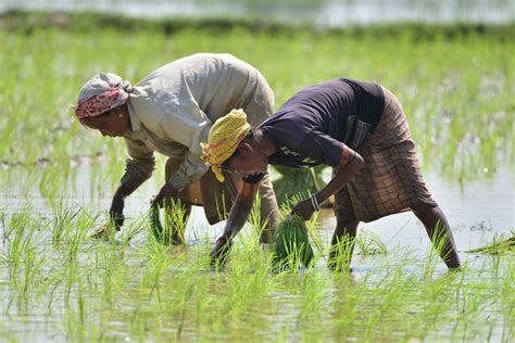 Asia Album Rice Planting In Paddy Fields Of Northeastern India Xinhua