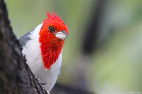 Red Crested Cardinal Hawaiian Highlight Birds