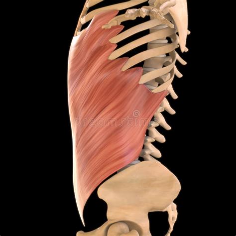Anatomie Oblique Externe Abdominale Musculaire Pour Lillustration