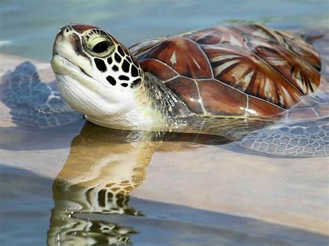 291 Best Turtles Turtles Turtles Images On Pinterest Turtles