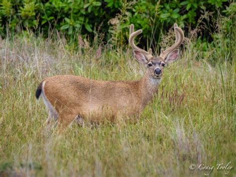 Black Tailed Deer Males Are Being Seen With Their Antlers In Velvet