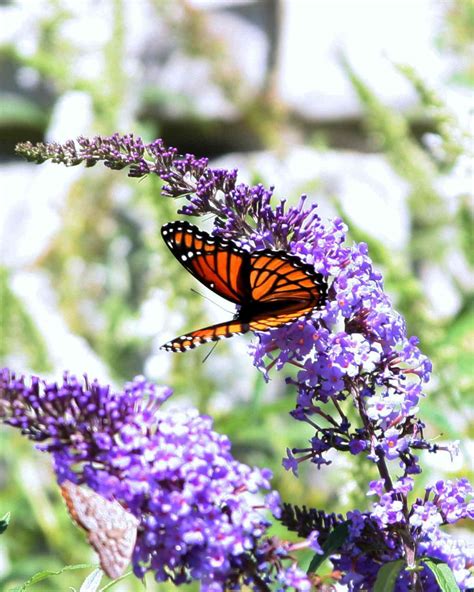 7 Stunning Flowers That Attract Butterflies To Your Garden Real Simple